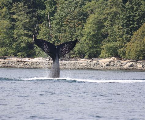 Whale Watching Vancouver Island Adventure Quest Tours Canada