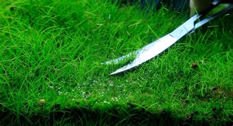 If you regularly trim your hairgrass, it will quickly adapt and only grow to that height. 3 Jenis Hair Grass Tanaman Karpet Rumput Aquascape - Alam Ikan