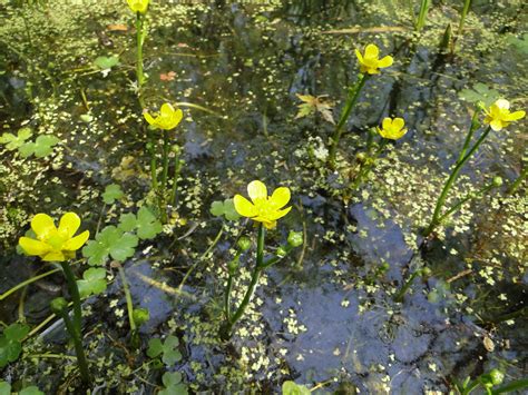 Yellow Water Buttercup Ranunculus Flabellaris Crawford Co Flickr