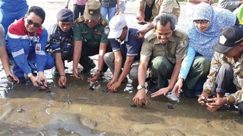 Untuk pendaftaran rekrutmen lowongan kerja pertamedika ihc dapat dilakukan dengan melamar pada posisi yang diminati. Pertamina EP Rantau Field Dukung Pelestarian Penyu Hijau ...