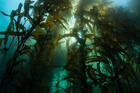 Cannabis roots require a media that is loose enough for the roots to grow through and form a network to hold the stem upright. What is kelp meal and what are the benefits of seaweed in ...