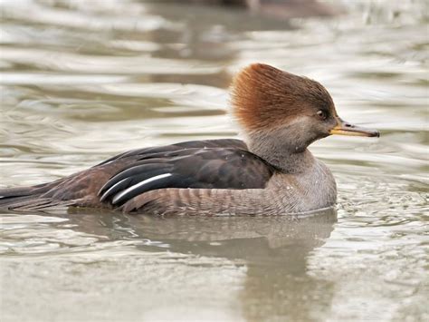 Female Hooded Mergansers Male Vs Female Identification Birdfact