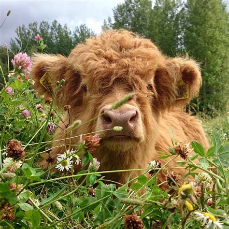 Brown Furry Baby Cow All About Cow Photos
