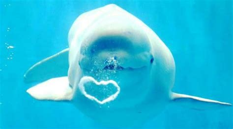 Beluga Blowing Heart Bubble So Cute Whale Beluga Whale