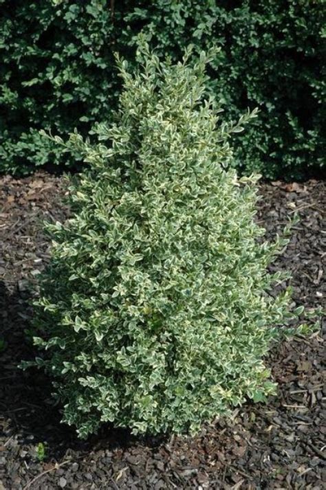 Buxus Sempervirens Elegantissima Buxus Speciale Soorten Buxusshopbe