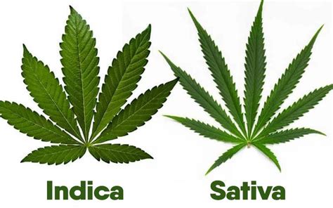 Difference Between Indica Vs Sativa Cannabis Strains Effects