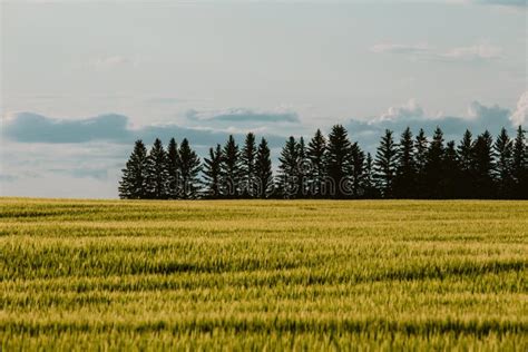 Road Trip In Central Alberta Canada Beautiful Wheat Fields With Pines