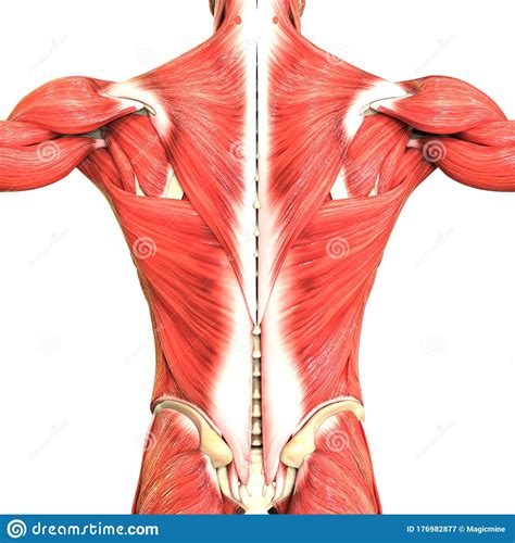 Diagrams of human muscles lower arm muscles diagram human muscle. Human Body Muscular System Anatomy Stock Illustration - Illustration of male, anatomic: 176982877