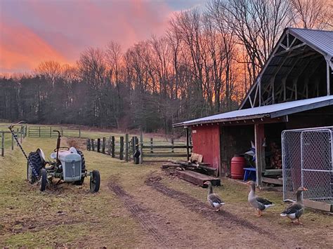 Residents of Our Farm Sanctuary • Sugar Mutts Rescue