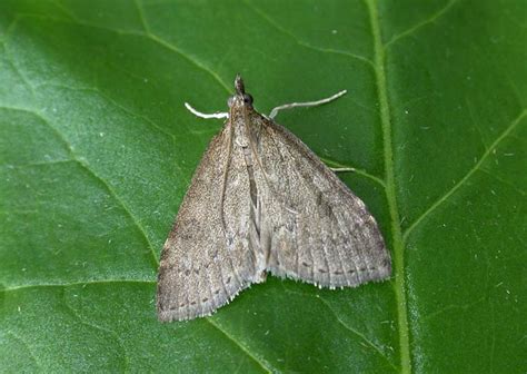 Get inspired by our community of talented artists. Udea prunalis - UKMoths