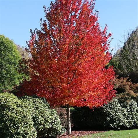 Acer Rubrum Redpointe Buy Upright Red Maple Trees