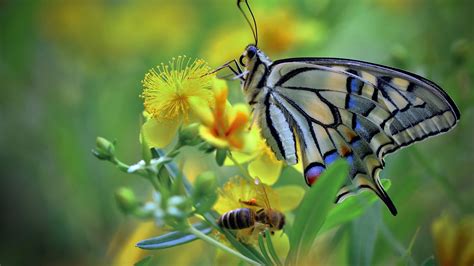 Beautiful Colorful Butterfly On Yellow Flower In Blur