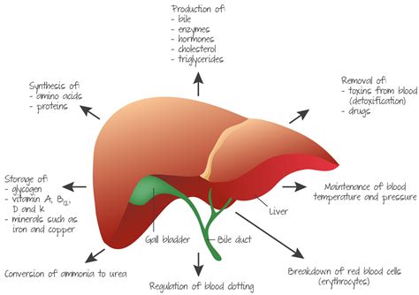 Diagram Enzymatic Liver Diagram Mydiagramonline