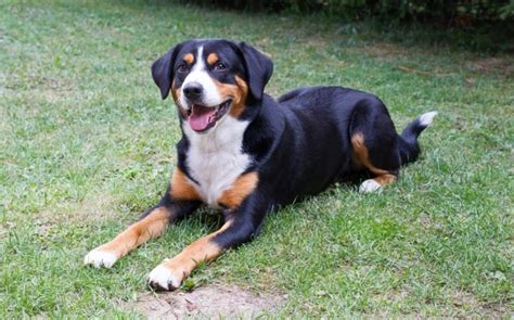Entlebucher Mountain Dog Dogs Breed Facts Information And Advice