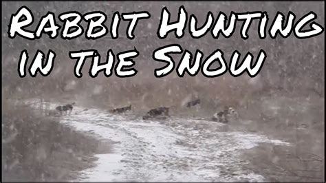 Rabbit Hunting In The Snow Youtube