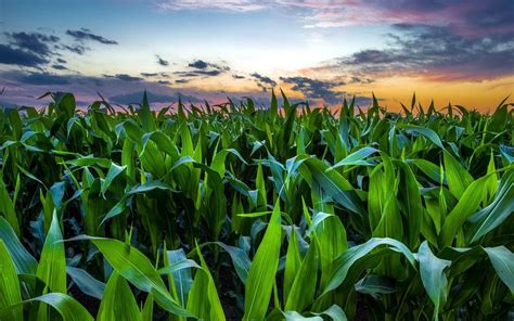 Corn Field Green Sunset Nature Wallpapers Agricultural Science