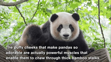 Five Fascinating Facts About Pandas Never Stop Learning Youtube