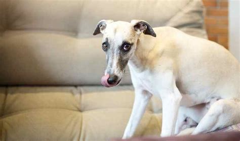 Are Greyhounds Good Apartment Dogs