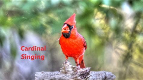 Cardinal Male Singing In Spring 🐦 Youtube