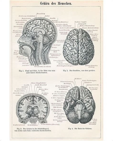 10x8 Inch 25x20cm Print High Quality Print Encyclopedia Britannica