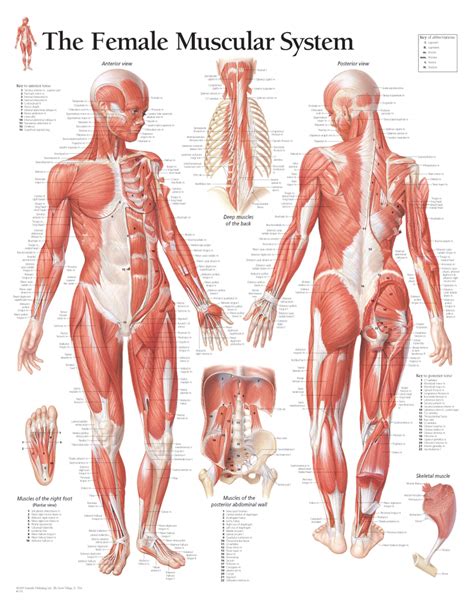 Female Muscle System Anatomy Of Muscular System Front And Side View Female Version Stock Photo