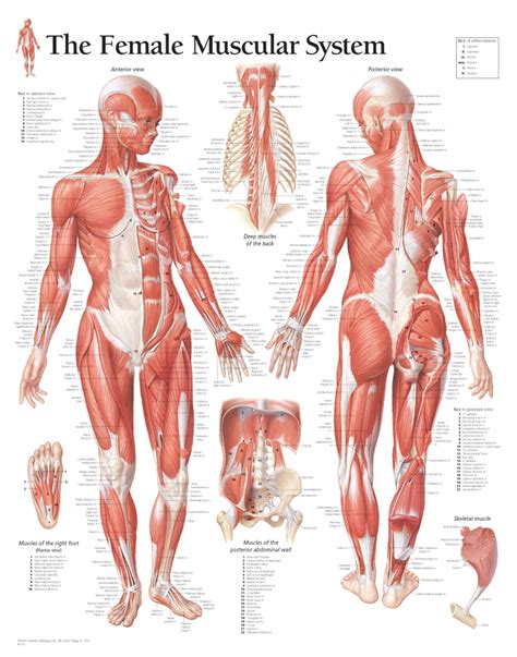 Human anatomy hand foot back muscle chart vintage medical lithograph illustration to frame. Female Muscular System 1101 - Anatomical Parts & Charts