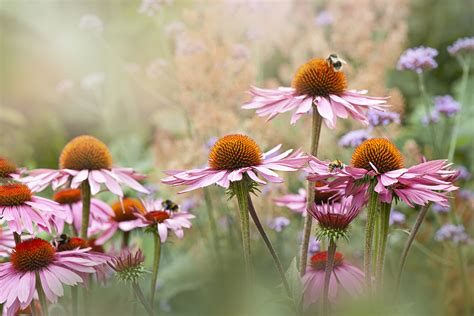 Why Wildlife Gardens Are The New Eco Must Have For Your Home