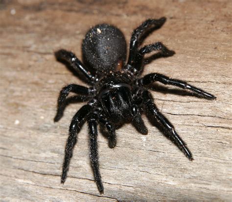Top Most Poisonous Spiders In The Whole World TopTeny Com