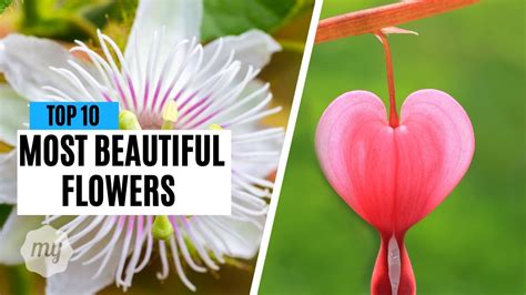 Top 10 Most Beautiful Flowers In The World Youtube