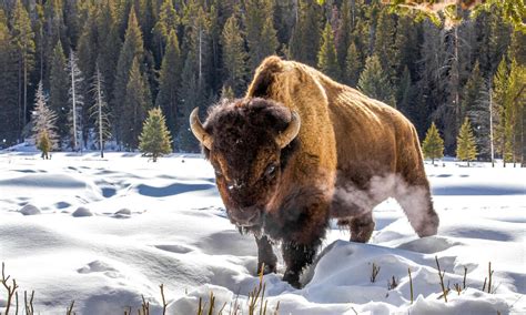 11 Facts About The North American Bison Awake And Dreaming
