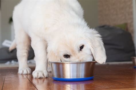 The 7 Best Organic Dog Foods Of 2022