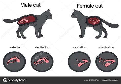 Vector Illustration Castration Sterilization Cats Structure Internal Reproductive Organs Cats