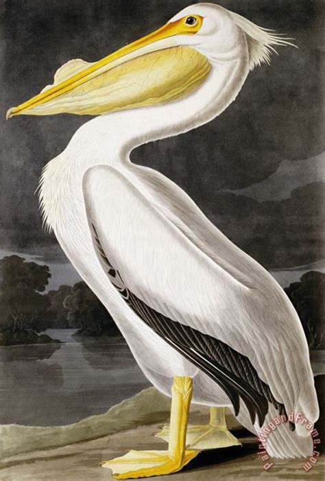 John James Audubon American White Pelican Painting American White