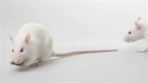 What Is The Life Expectancy Of An Albino Rat Facts And Figures Pet