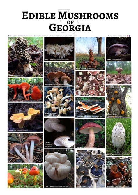 Edible Mushrooms Of Georgia Poster — Swampy Appleseed Mushrooms