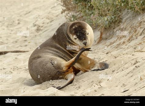 Australian Sea Lion Neophoca Cinerea Endangered Species Photographed