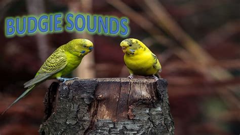 Budgie Birds Sounds Youtube
