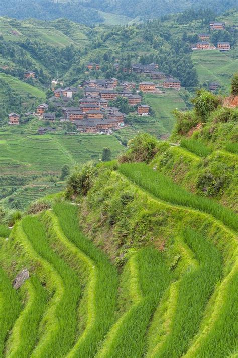 Green Rice Plants Growing In The Fields Of The Longsheng Rice Terraces