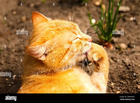 Red Cat Washes On Nature Background Portrait Of Little Ginger Tabby