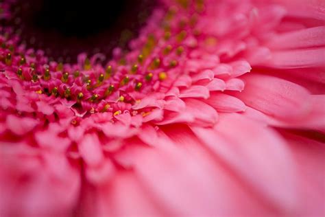 Close Up Of A Pink Flower Photograph By Craig Tuttle Fine Art America