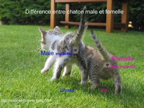 A Quoi Reconnait On Un Male Et Une Femelle Chez Les Chats Résolu