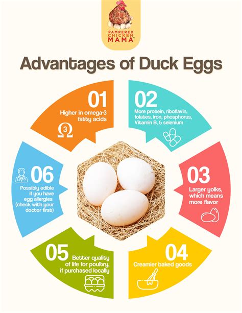 How To Use Duck Eggs Artofit