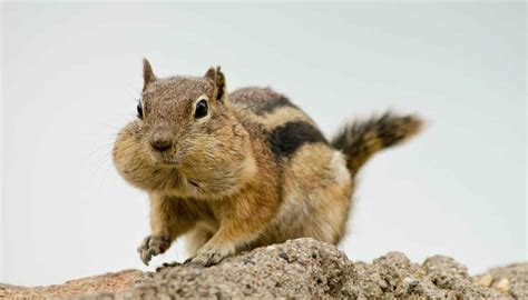 Beim kauf von exotischen tieren solltest du darauf achten, dass sie aus einer legalen nachzucht stammen, also nicht aus der freien natur. Exotische Tiere: Diese exotischen Tiere leben in Deutschland