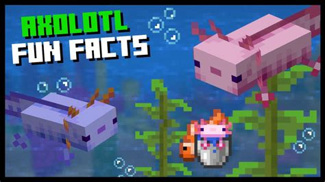 10 Things You Didnt Know About Axolotls In Minecraft Fun Facts Youtube