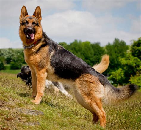 7,054 likes · 91 talking about this. UK German Shepherd Dog Rescue Rehome GSDS