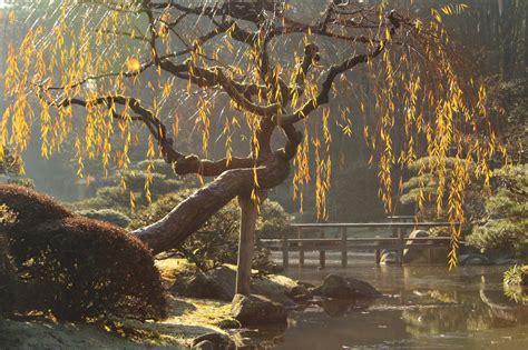 Weeping Willows Bright Chartreuse Green Foliage Is An Early Promise Of