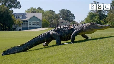 The Alligators Taking Over Americas Golf Courses Bbc Youtube
