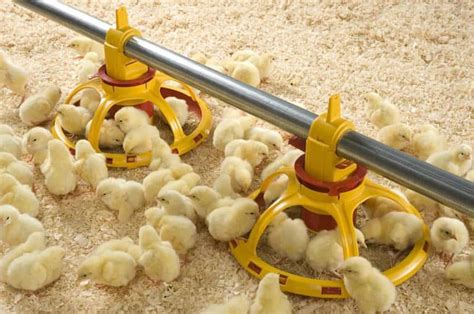 What Do Baby Chicks Eat Beginning With Starter Feed