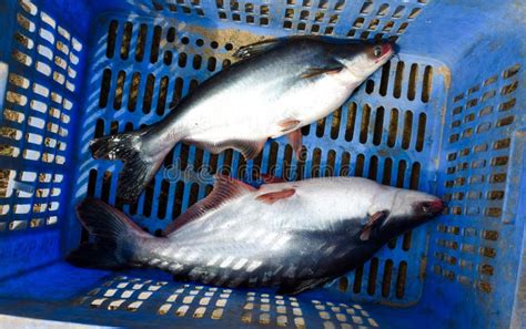 Pangas Catfish Pangasius Pangasius Catch From The Cage And Ready For