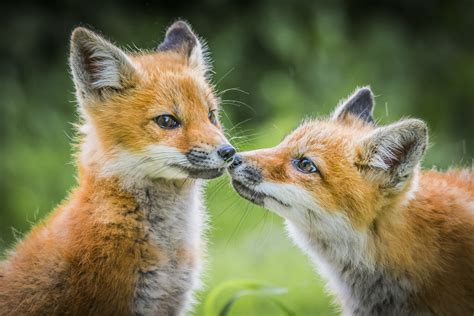 Quebec Baby Foxes